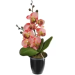 Орхидея в горшке персиковая №1
