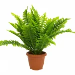 Папоротник в горшке
